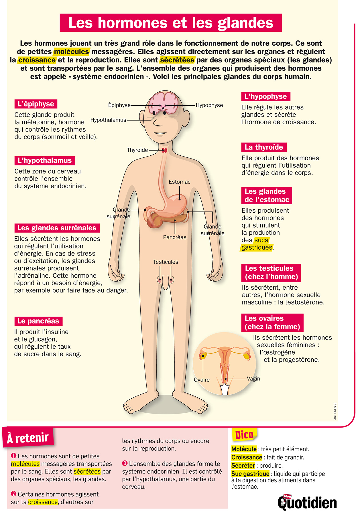 Infographie Mon Quotidien : Les hormones et les glandes