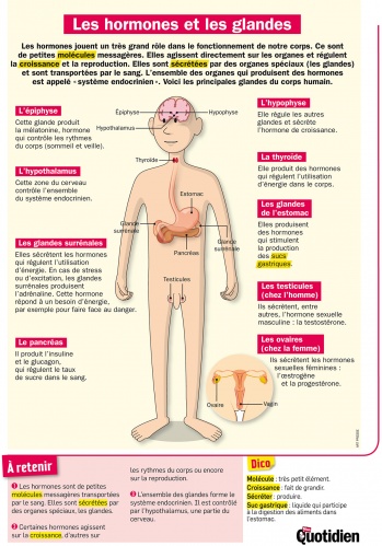 Les hormones et les glandes